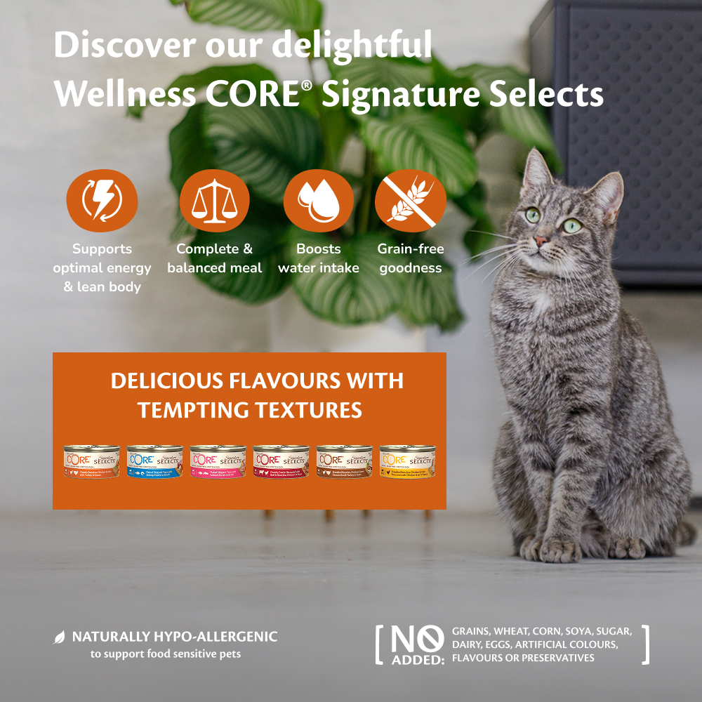 Wellness CORE Signature Selects 8 x 79g, Multipack Zalm/Tonoijn/Garnalen – Premium Selectie voor Volwassen Katten, Graanvrij, Natuurlijk, Hypoallergeen, Eiwitrijk, Hoog Visaandeel