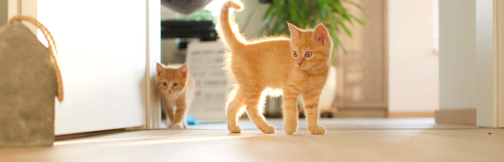 Our Checklist for New Kitten Owners - Wellness Core