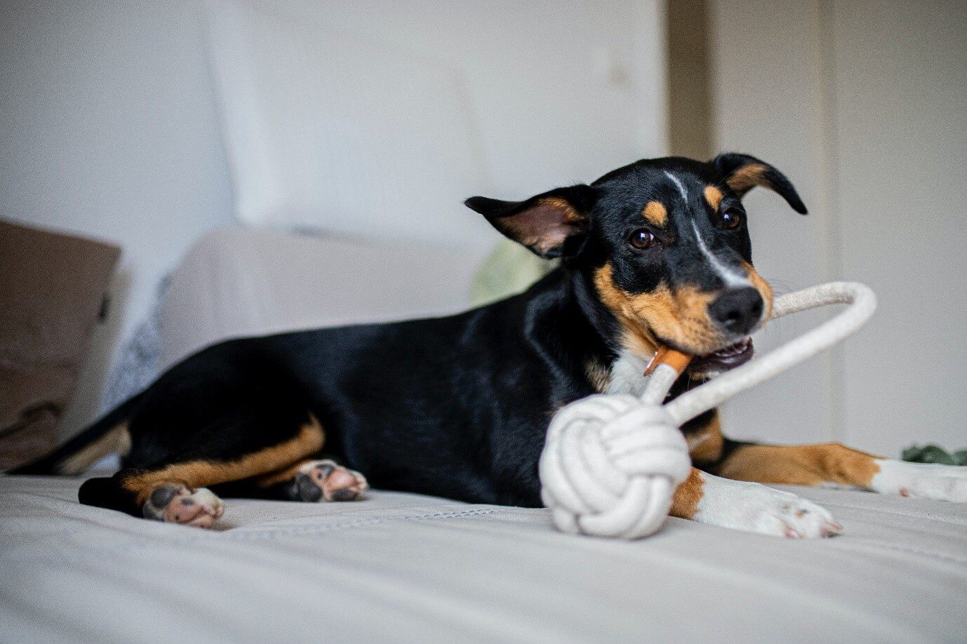 5 Boredom Busters for Dogs While We're All Home